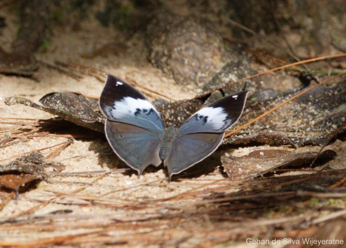 Kallima philarchus Westwood, 1848